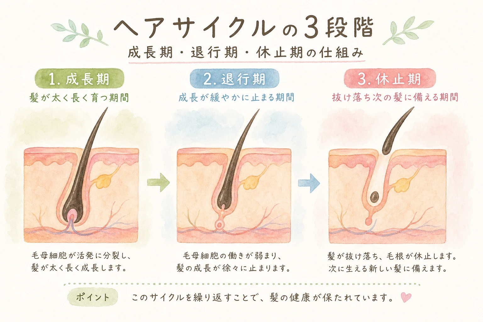 ヘアサイクルの成長期・退行期・休止期の仕組みを示した図解